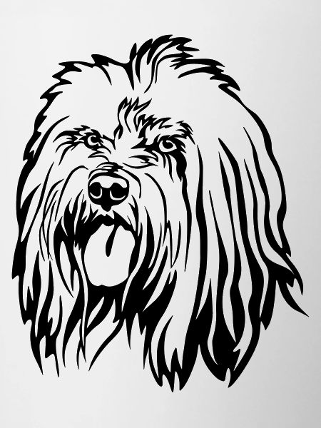 Tibet Terrier Head