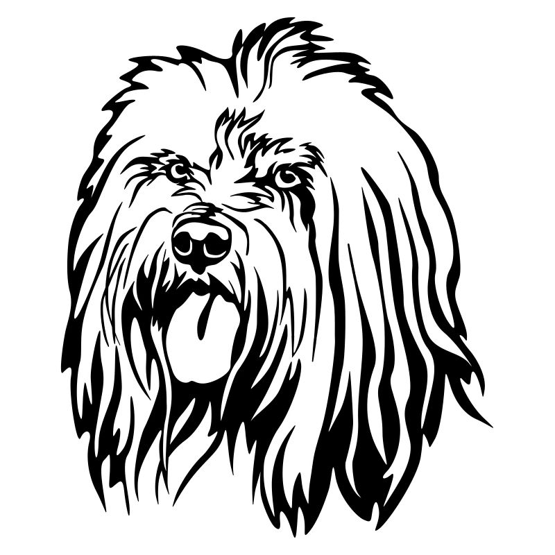 Tibet Terrier Head