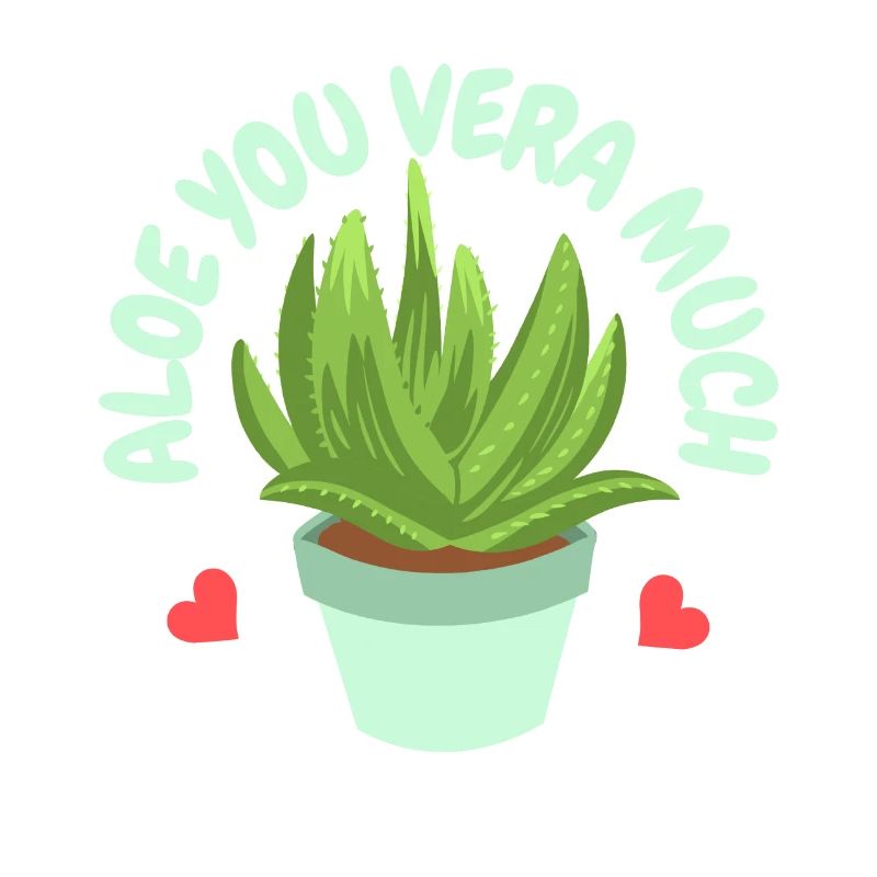 Aloe Vera Succkulente