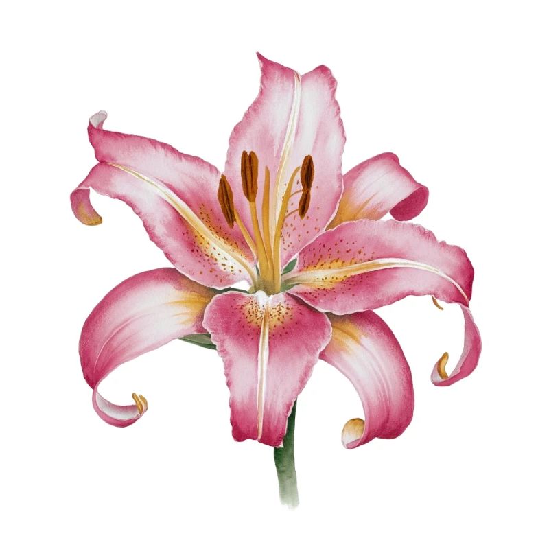 Sternengucker Lily Oriental