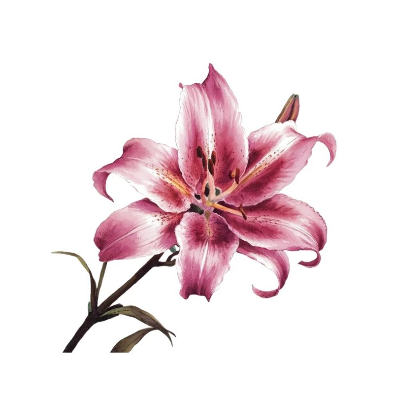 Stargazer Lily