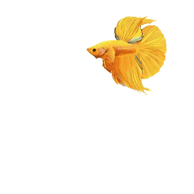 Bettas Betta Fish Betta