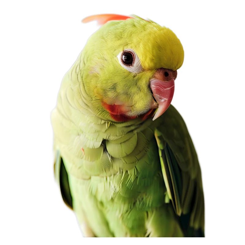 Perruche à collier