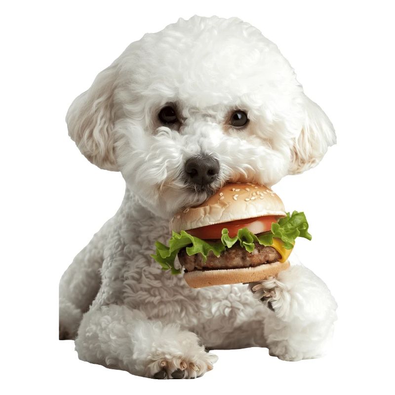 Bichon Frisé
