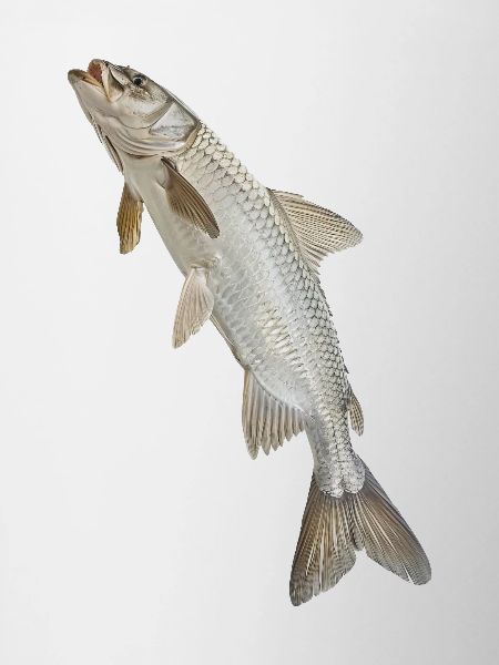 Tarpon
