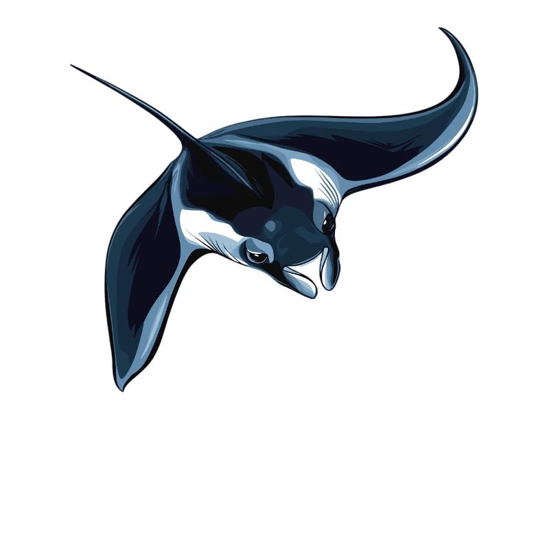 Manta Rays Manta Rays