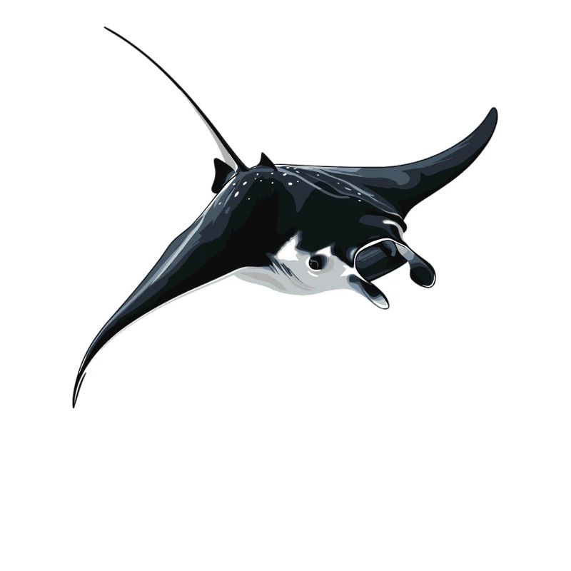 Mantas Manta Rochen