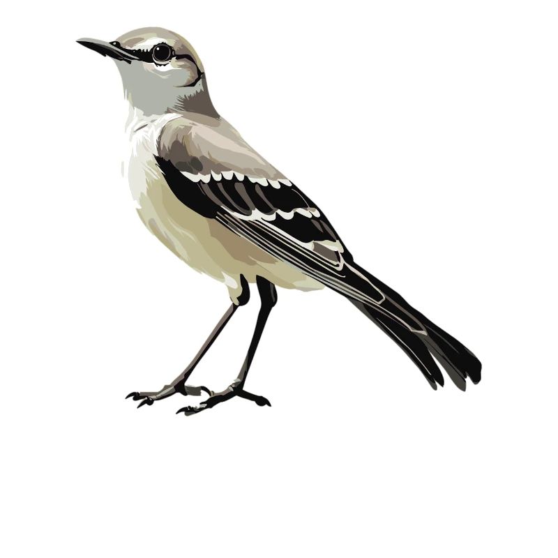 Oiseaux moqueurs Oiseaux moqueurs