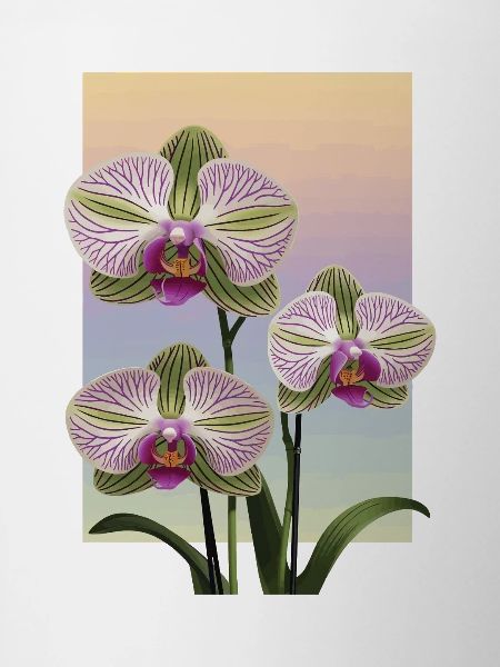 Orchidee