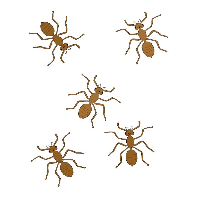 Mieren Insecten Insect Mier