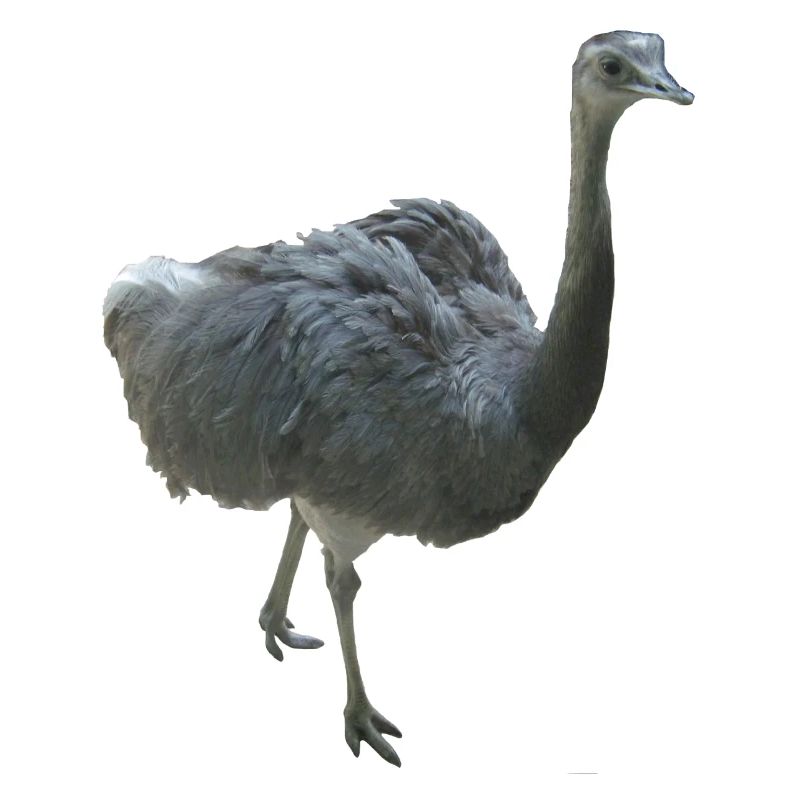 Oiseau Nandu