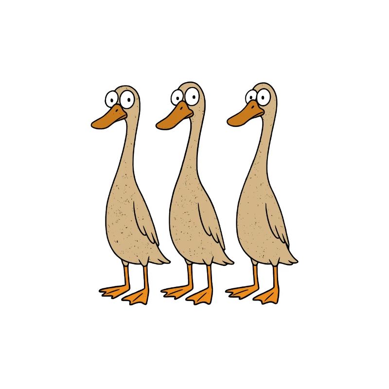 Canards Canard Canard Maman Canard Papa Élevage De Canards
