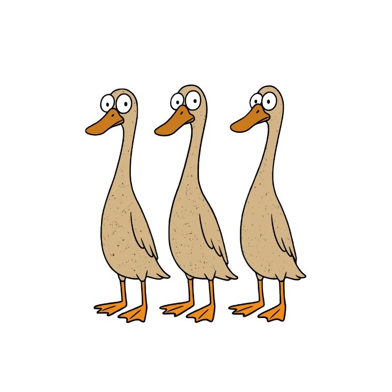 Canard maman canard papa canard élevage canard élevage canards race