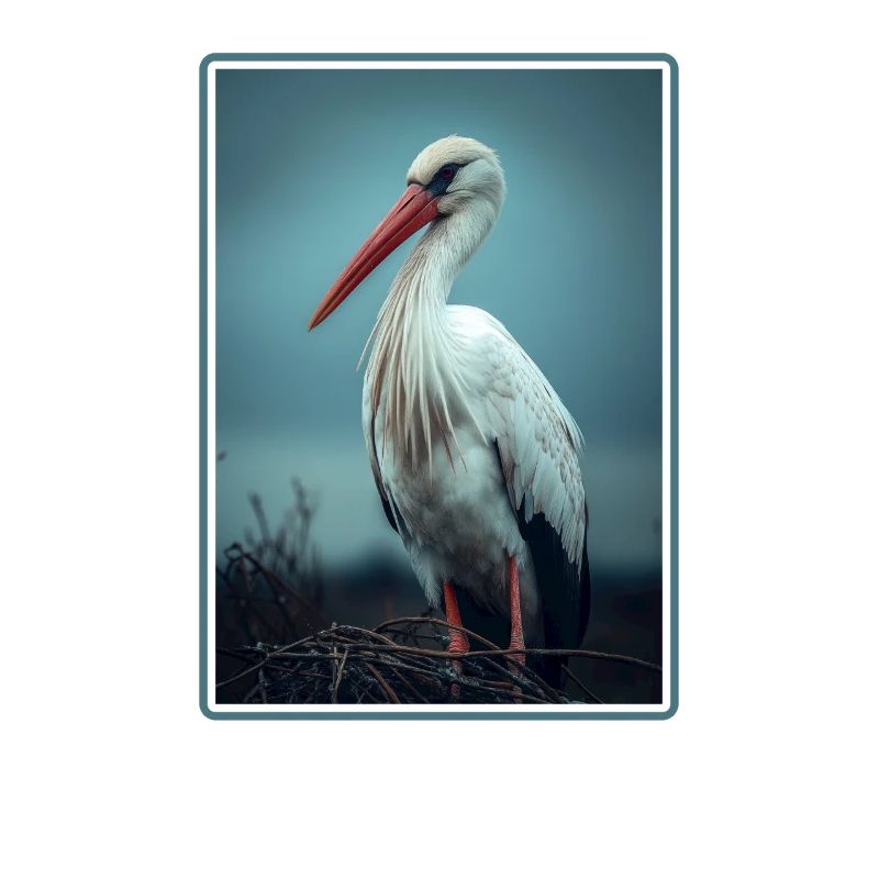 Storks Stork