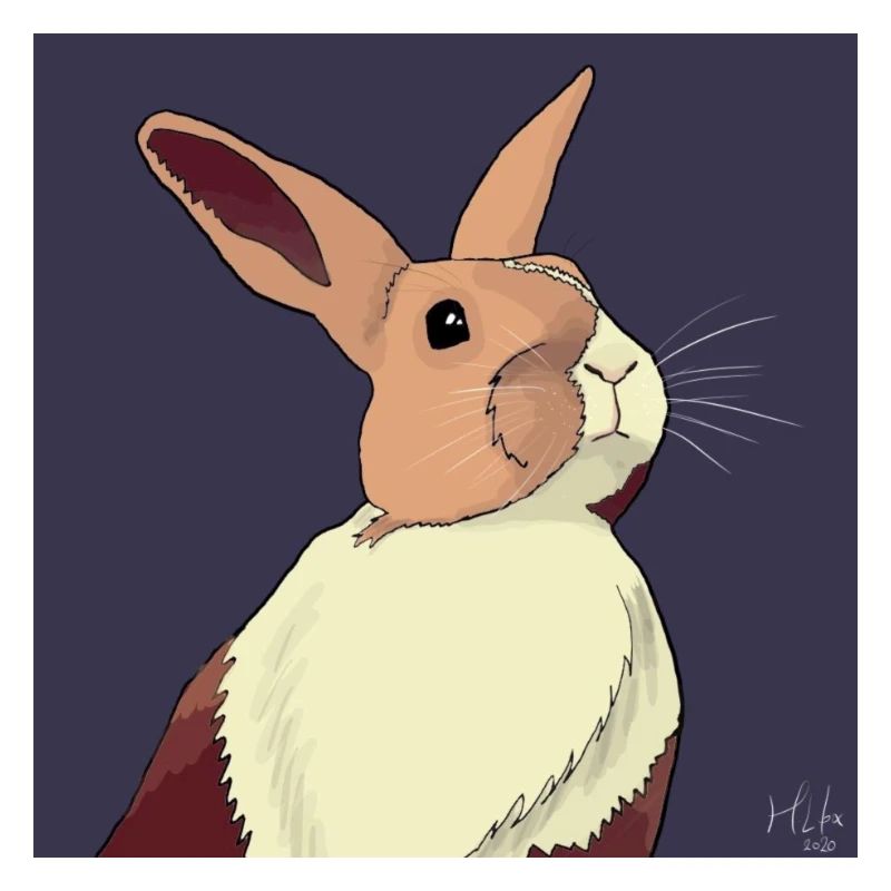 Illustration de lapin