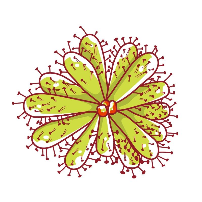 Sundew - Carnivorous plant - Carnivore