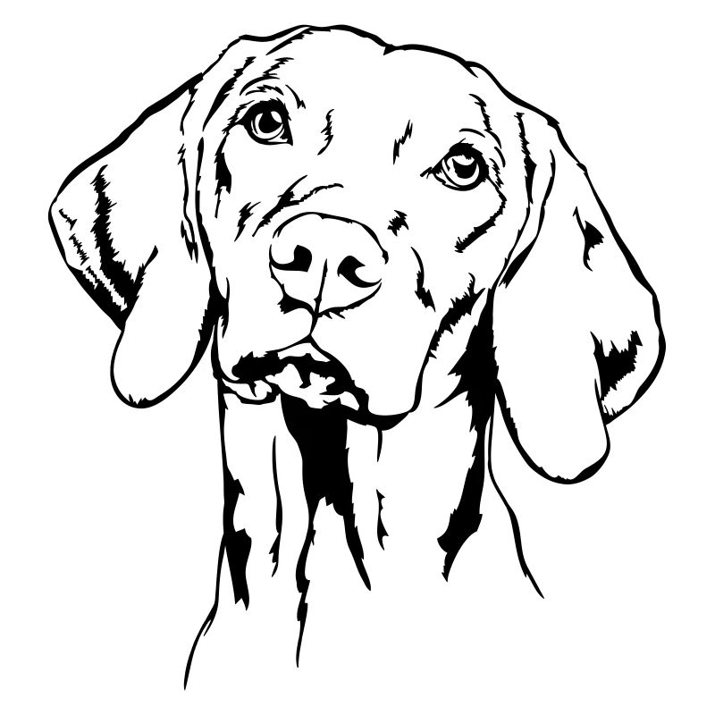 MAGYAR VIZSLA Portrait Wilsigns Jagdhunde Jagdhund