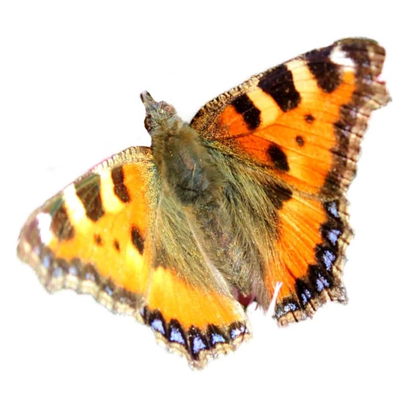 Petits papillons renards