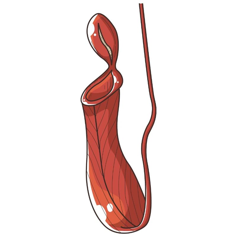Pitcher plant Carnivorous plant Carnivore
