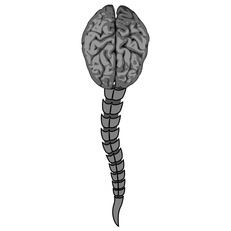 brain, spine,