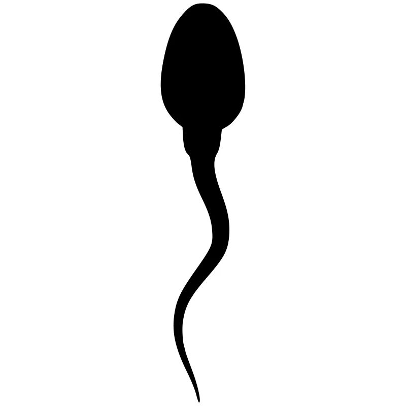 spermatozoide