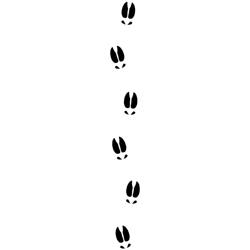 Moose tracks