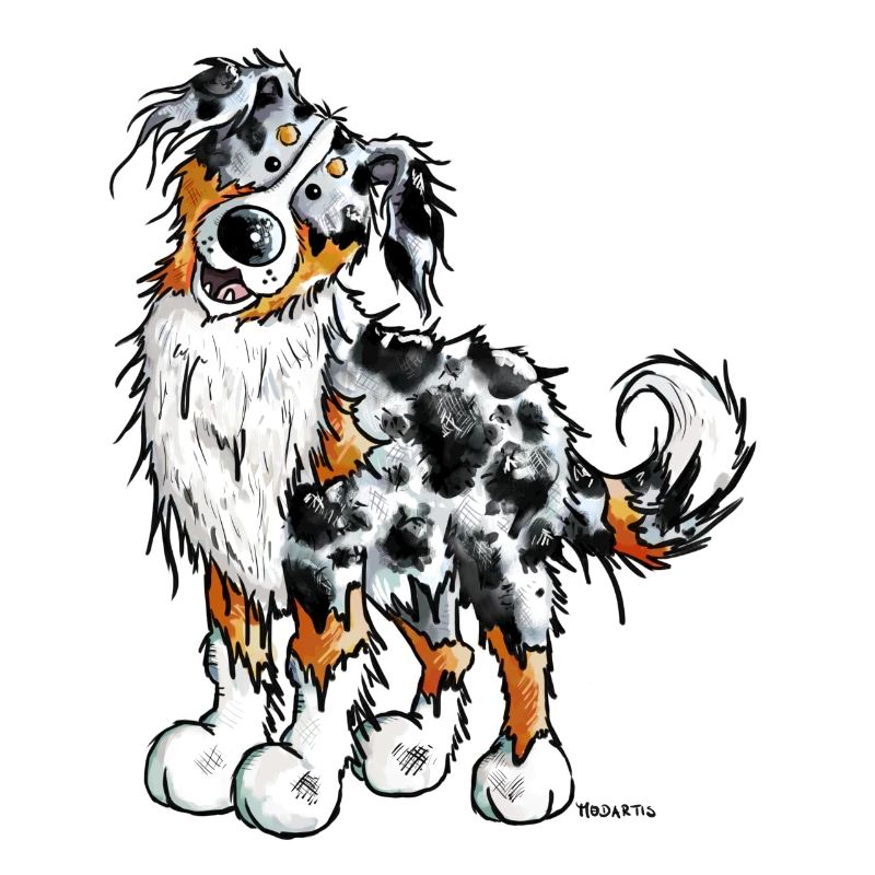 Funny Australian Shepherd