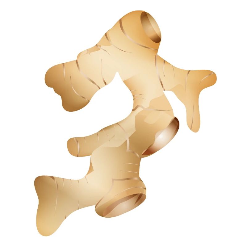 beautiful shiny fresh ginger tuber