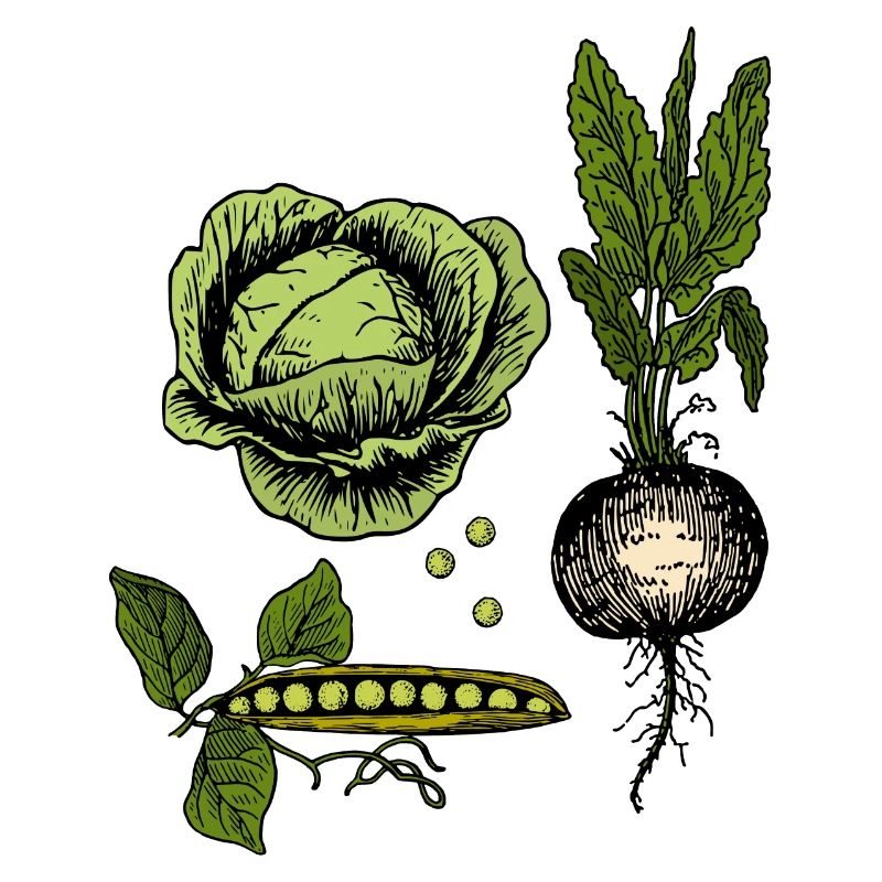 Vintage Vegetable Botanical Illustration