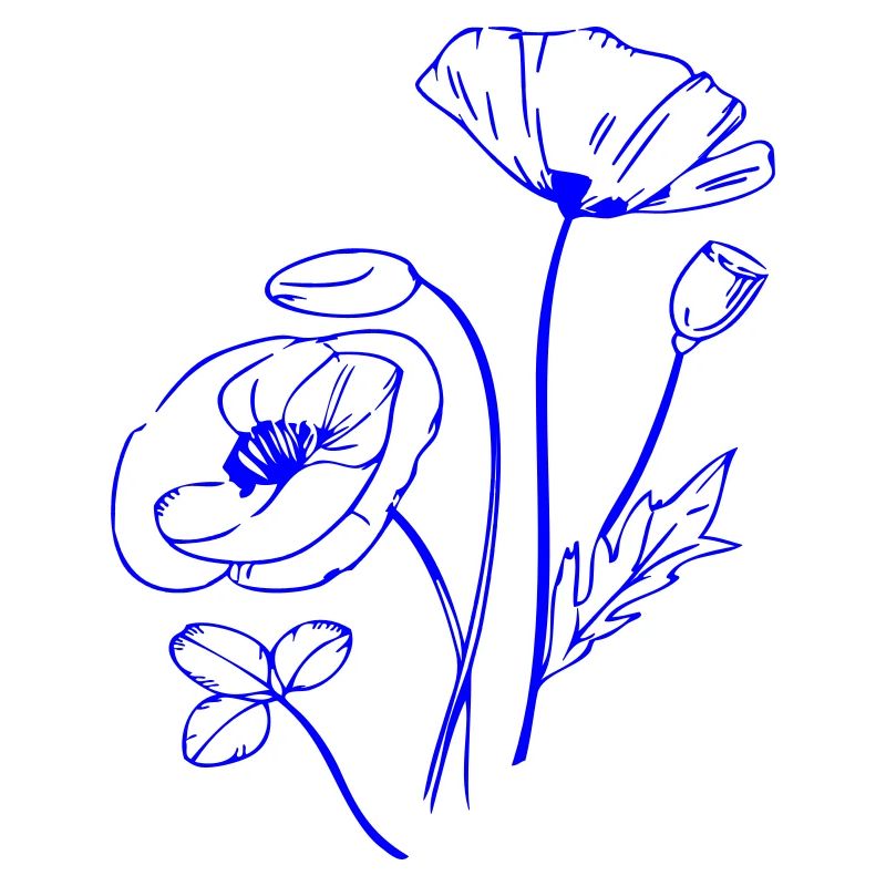 Coquelicot, Fleurs