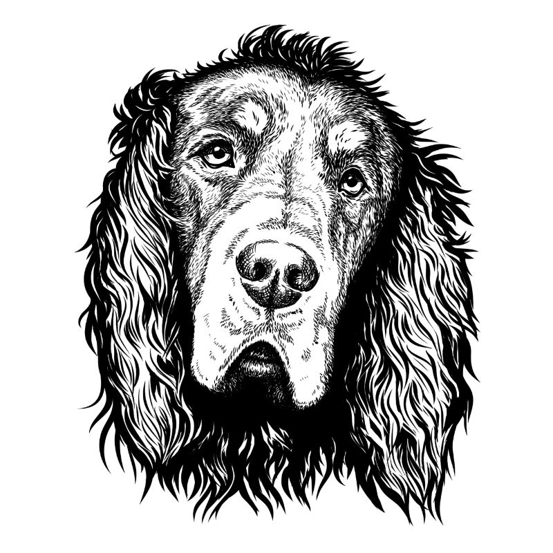 Gordon Setter Portrait Bleu