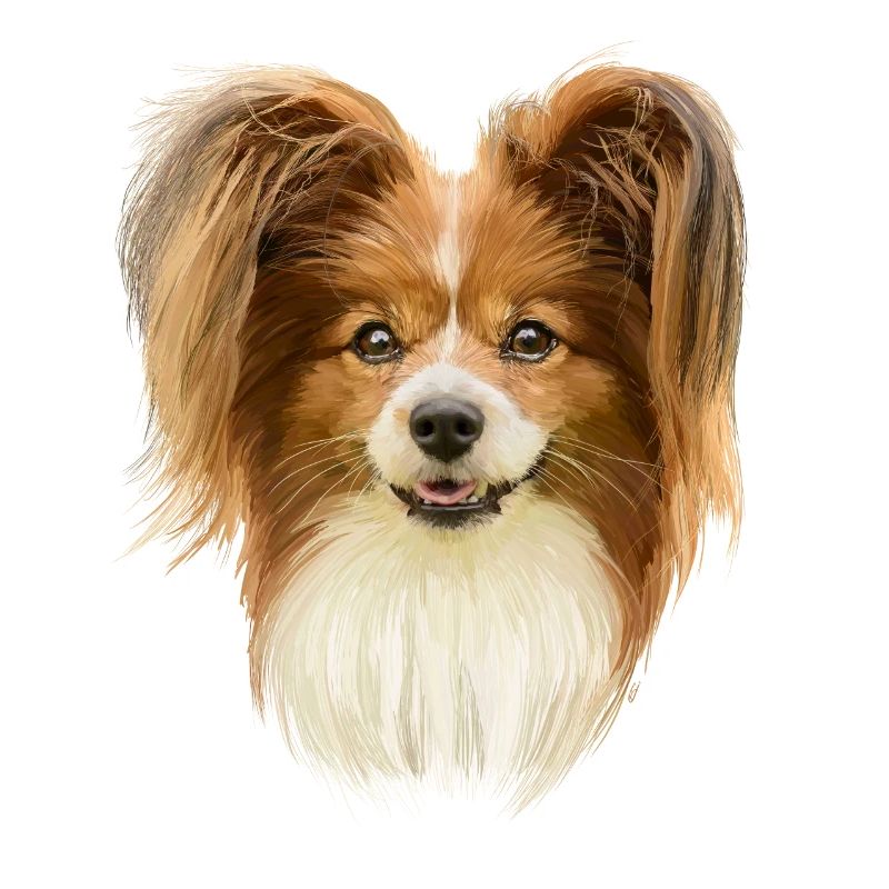 Papillon