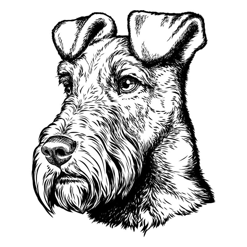 Irish Terrier Mailo 2023 Portrait black