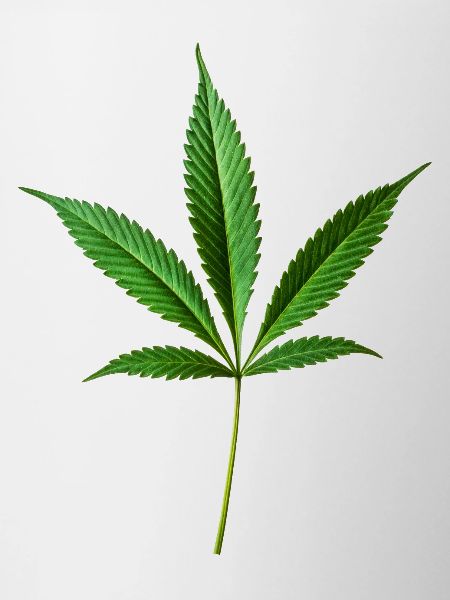 Marijuana Hemp (Cannabis)