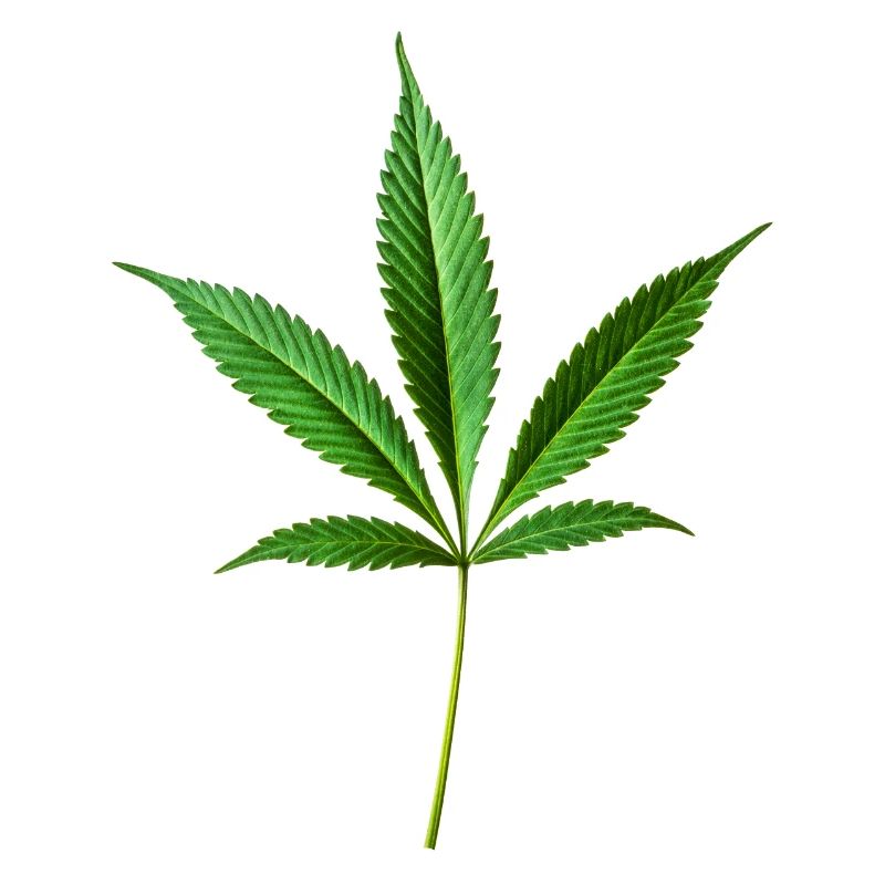Chanvre de marijuana (cannabis)