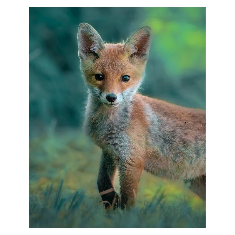 Jeune renard