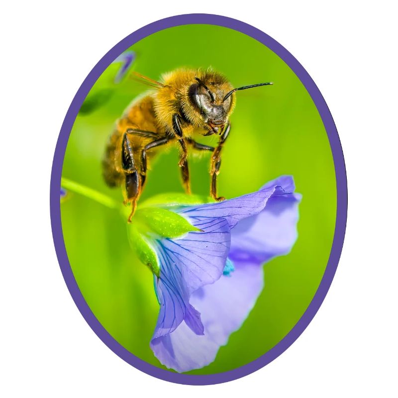 Abeille sur fleur violette - ovale