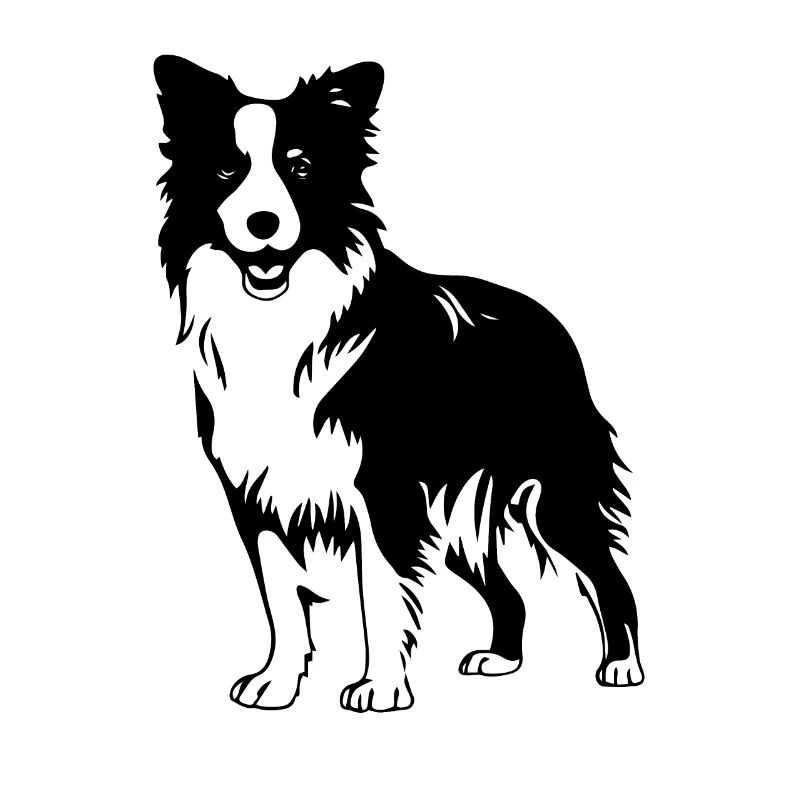 Border collie 