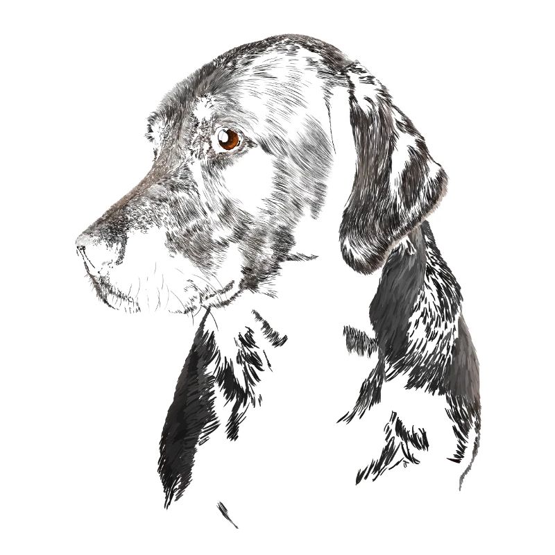 Labrador