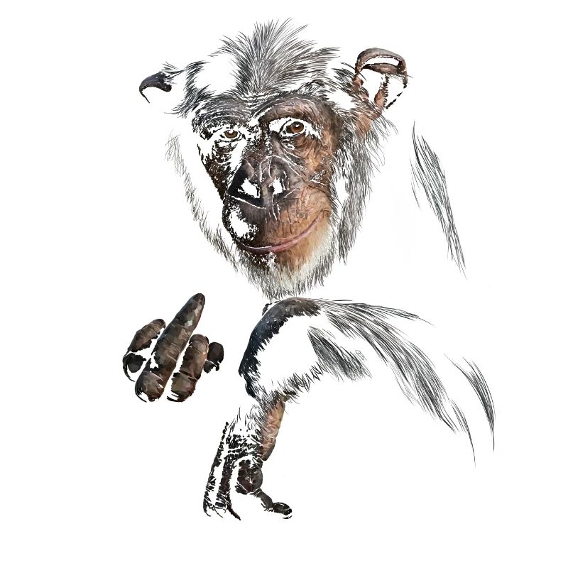 Chimpanzé