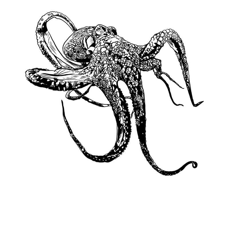 OCTOPUS Kraken gezeichnet Geschenk Tauchen Urlaub