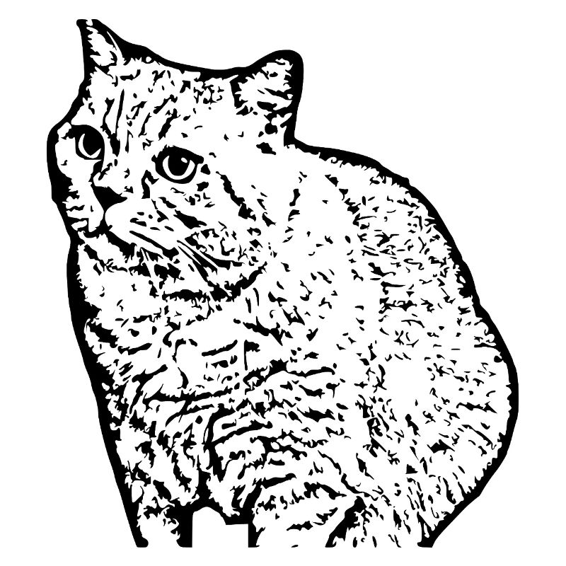British Shorthair Chat Chat Noir Chats