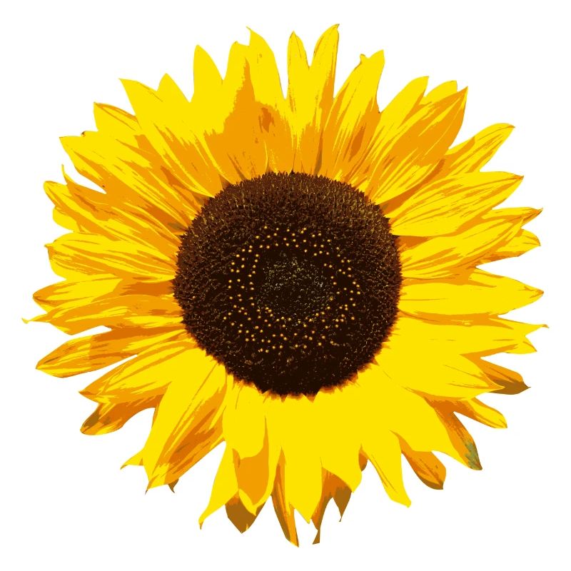 Sonnenblume