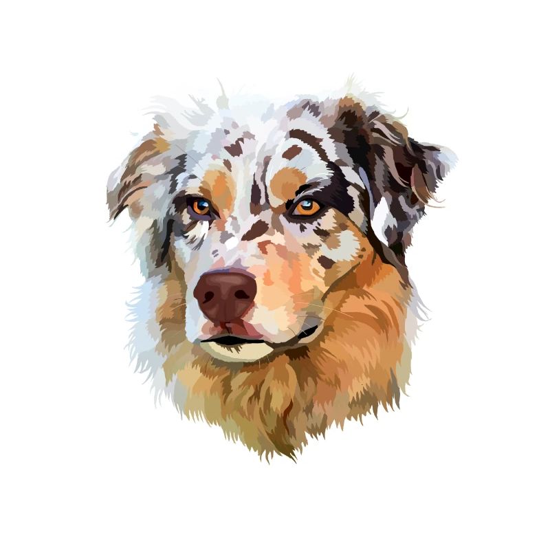 Australian Shepherd Aussie Red merle Hunderasse
