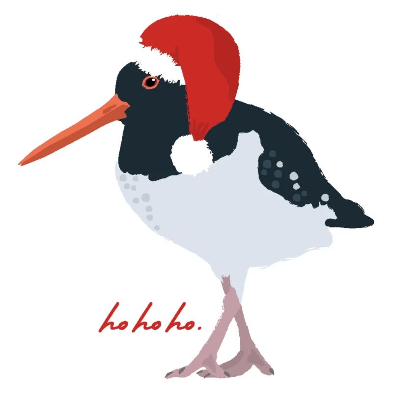 Austernfischer mit Weihnachtsmütze