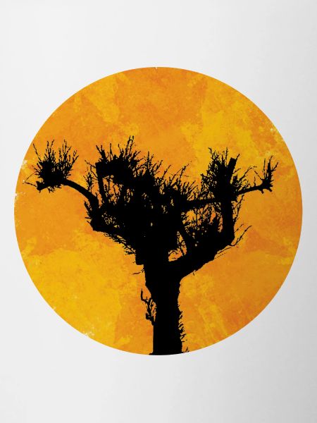 Pine in the sun