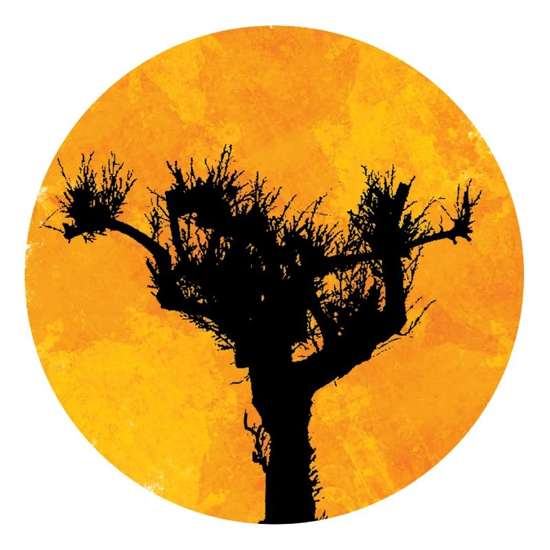 Pine in the sun