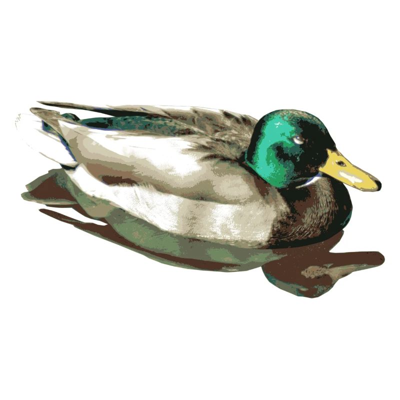 Die Wild Ente oder Stockente ist unverwechselbar