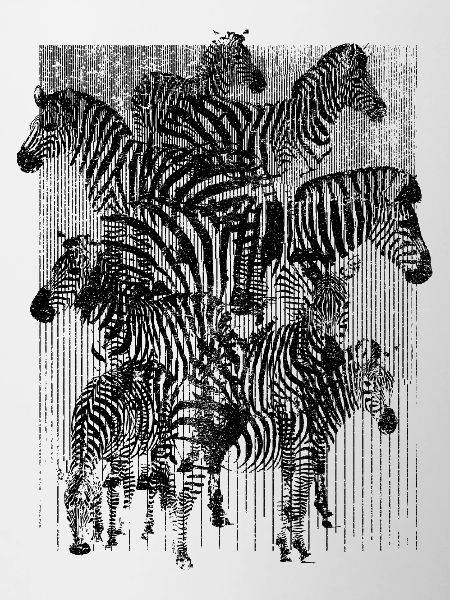 Zèbre (rayures)