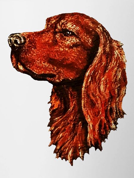 Irish setter portrait